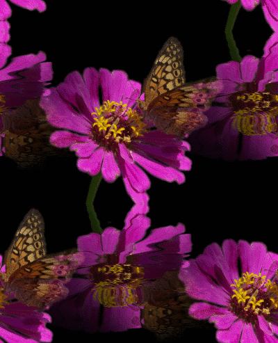 http://www.jendhamuni.com/wp-content/uploads/2012/11/pink-flowers-and-butterfly.gif