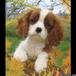 http://img34.glitterfy.com/29/glitterfy-flpbk29083134281534.gif