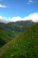 The Alpine Meadow