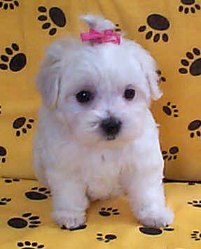 http://www.pups4sale.com.au/maltese_puppy_04.jpg