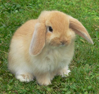 http://3.bp.blogspot.com/_wmw82mgA_X4/STb8a7bDbDI/AAAAAAAAAME/xvmjjcTGBcU/s400/bunny.jpg