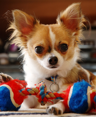 http://www.iwannapet.com/chihuahua.jpg