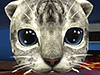 Cat Games