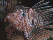 Lion Fish Close Up