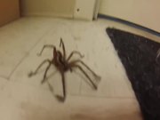 Man Frees Wild Wolf Spider