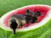 A Special Bathtub For Ducklings