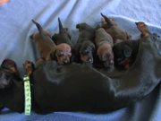 Dachshund - Cute 10 Day Old Puppies