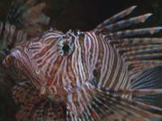 Lion Fish Close Up