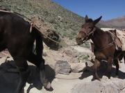 GCNP: Pack Mule Train on South Kaibab Trail