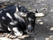 A Carabao Resting