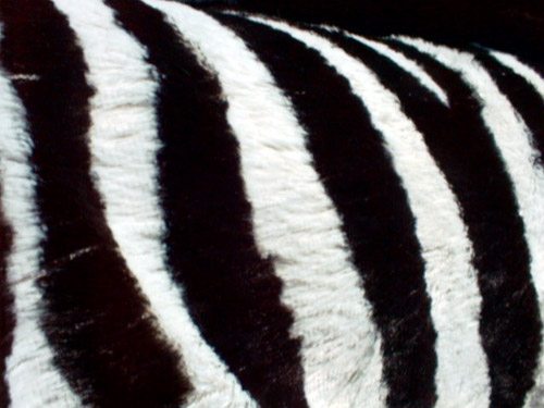 http://www.eekevad.ee/00/fotod/Teine_Paev_002/Sebra%3B%20Zebra%3B%20Treven%20l2hivaates.jpg