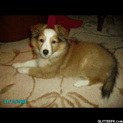 http://img34.glitterfy.com/8/glitterfy-flpbk013593266623034.gif