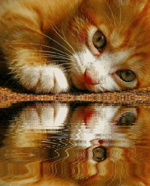 http://dl7.glitter-graphics.net/pub/1200/1200807bli3fsro01.gif
