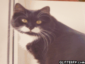 http://img34.glitterfy.com/10114/glitterfy-flpbk007445457723334.gif