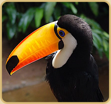 Toucan