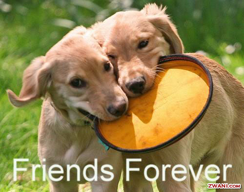 http://www.zwani.com/graphics/friends/images/apic61.jpg