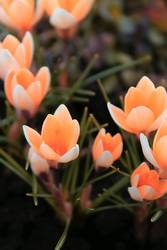 Crocus