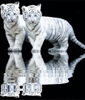 http://dl10.glitter-graphics.net/pub/1673/1673250wqar69gdob.gif