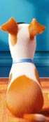 The Secret Life Of Pets: Hidden Objects