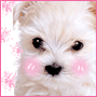 kawaii Puppy Love avatar