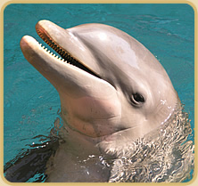 Dolphin