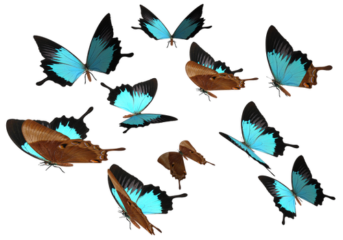 Peacock Royal Butterfly PNG