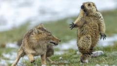 standoff-tibetan-fox-marmot.