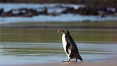 penguin-on-beach.