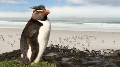 A penguin looking down on a beach full of penguins.