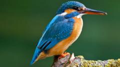 Kingfisher.