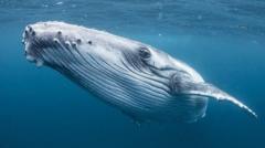 humpback-whale.