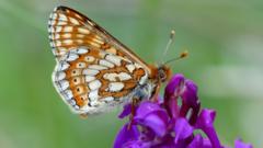 marsh-butterfly.