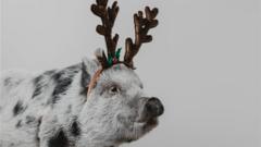 A pig with reindeer antlers