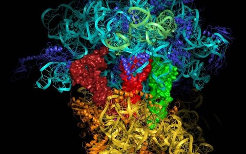 Molekulaarne mudel, millel on näha nii RNA (ribonukleiinhape)  sinise, rohelise ja kollasega ning valgud, mis on kujutatud kollase ja oranžiga. Kokku moodustab see ribosoomi. Venki Ramakrishnan, Wellcome Trust