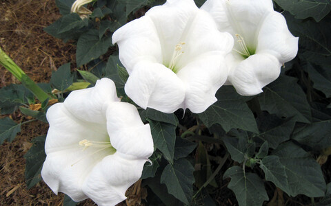 Värske uuringu järgi sümboliseerib salapärane hooratas õrna valget Datura wrightii lilleõit.