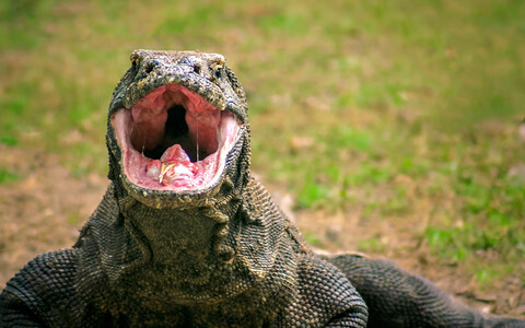 Haruldane ja ohustatud komodo varaan võib kasvada kuni kolme meetriseks.