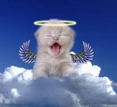 http://t0.gstatic.com/images?q=tbn:UaEkfxZoy76pCM:http://www.hullumaja.com/files/pictures/2008/01/21/thumbs/YcPZerS.jpg