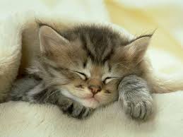 http://t0.gstatic.com/images?q=tbn:gWngIuhosBw4PM:http://kookyfancies.files.wordpress.com/2007/09/kitten-110.jpg