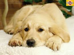 http://t3.gstatic.com/images?q=tbn:R0nfJHClx20upM:http://www.golden-dog.ru/Image/gallery5/dog11024.jpg