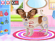 Papillon Puppy Care