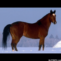 http://img34.glitterfy.com/206/glitterfy-flpbk25134927801434.gif