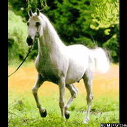 http://img34.glitterfy.com/25/glitterfy-flpbk25140248488934.gif