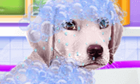 Labrador bij de dokterssalon