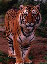 http://www.miksike.ee/documents/main/referaadid/image60.jpg