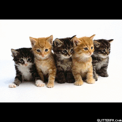 http://img34.glitterfy.com/10119/glitterfy-flpbk005291762423234.gif