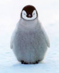 http://tbn0.google.com/images?q=tbn:VQ_X08Xyumv8RM:http://www.hemmy.net/images/animals/cuteanimal02.jpg