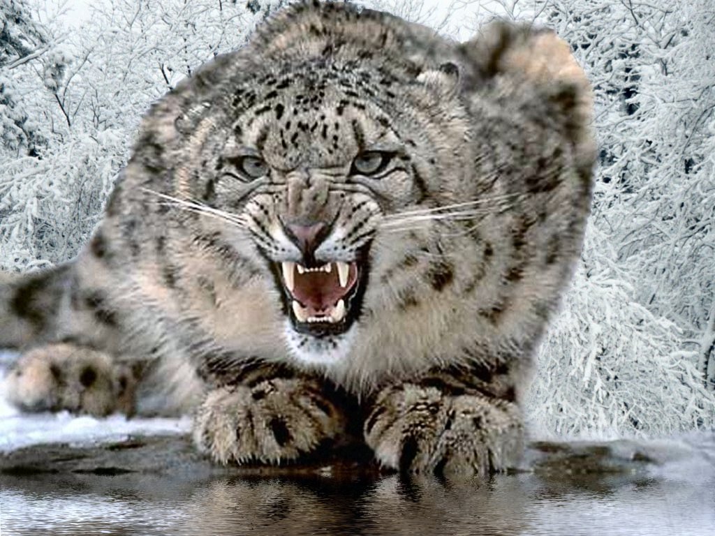 http://smbjorklund.no/sites/smbjorklund.no/files/pictures/1/snow-leopard1.jpg