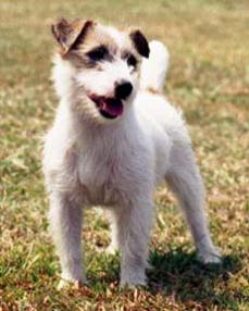 http://www.vedicsciences.net/design/jack-russell-terrier.jpg