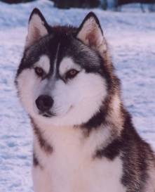 http://miksike.ee/docs/referaadid2006/husky_marisulg.jpg