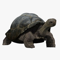 Animals 3d models